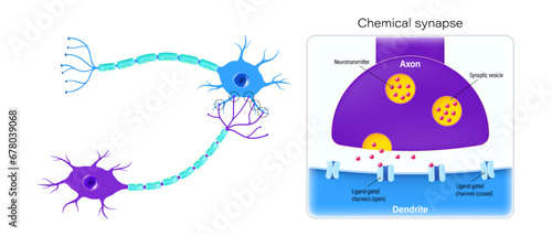 Chemical synapse vector. Neurons and closeup of synapse. Neuron anatomy. Neural communication. Synaptic transmission.