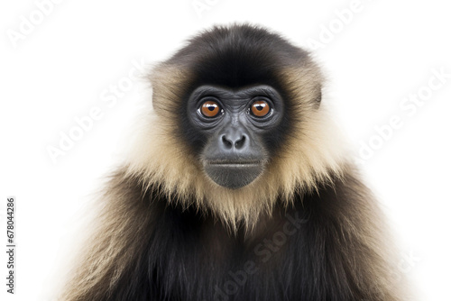 Graceful Hainan Gibbon in Nature Isolated on Transparent Background © Cool Free Games