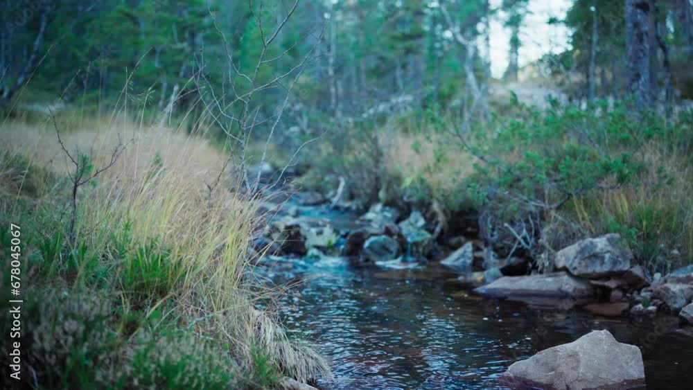 Hildremsvatnet, Trondelag, Norway - A Pure Stream Runs Through the Center of the Forest - Close Up Hildremsvatnet, Trondelag, Norway - A Pure Stream Runs Through the Center of the Forest - Close Up