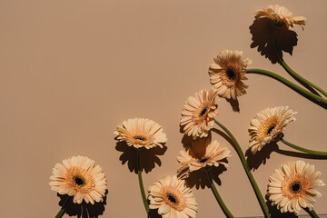 Pastel peachy gerbera flowers with aesthetic sunlight shadows on tan beige background. Minimal stylish still life floral composition with copy space