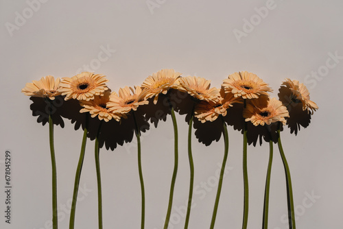 Delicate pale peach gerbera flower stems on white background. Aesthetic close up view floral composition with sunlight shadows and copy space © Floral Deco