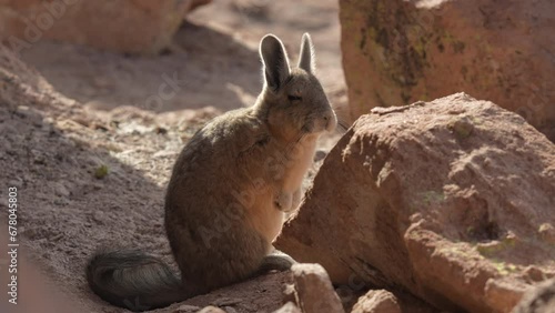 Viscacha Andes Rodents Sunbathing Over The Rocks At Andes Mountains, Bolivia photo