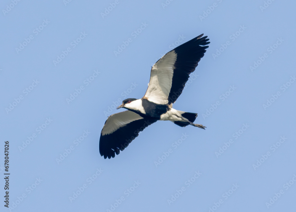 Obraz premium Spur-winged Lapwing (Vanellus spinosa) in flight