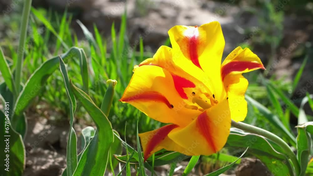 Wild Greig tulips in the fields of Kazakhstan. Spring flowers under the rays of sunlight. Beautiful nature landscape. Beautiful yellow flowers on a green meadow. Wild Greig tulips in the fields of Kazakhstan. Spring flowers under the rays of sunlight. Beautiful nature landscape. Beautiful yellow flowers on a green meadow.