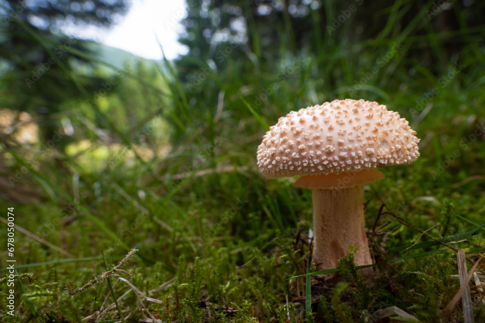 Wild mushrooms in the forest on Norway Wild mushrooms in the forest on Norway