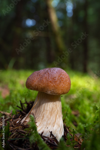 Wild mushrooms in the forest on Norway