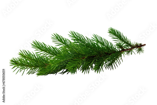 Green fir, spruce branch isolated on transparent background.
