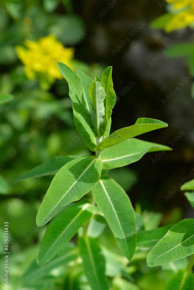 Cushion spurge leaves Cushion spurge leaves