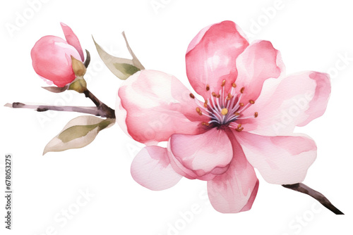 Watercolor blush floral isolated on transparent background. © tong2530