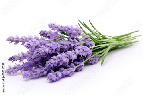 lavender isolated on white