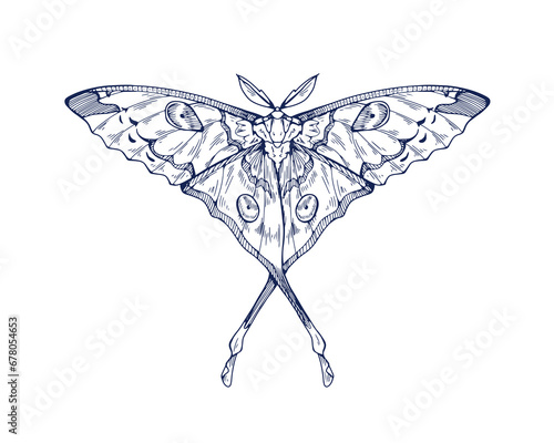 Comet moon moth, vintage ink drawing. Retro Madagascan butterfly sketch in ol...