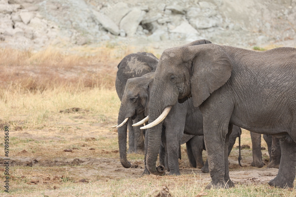 Obraz premium Elefant14