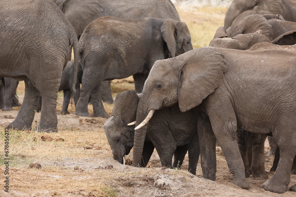 Fototapeta premium Elefant26