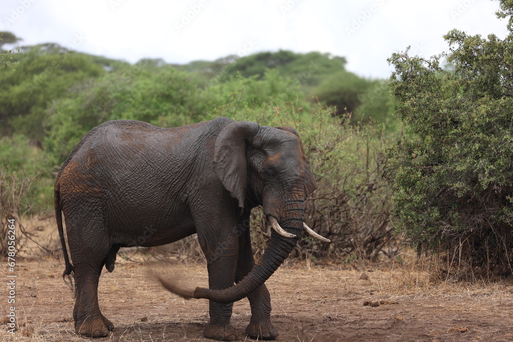 Elefant27