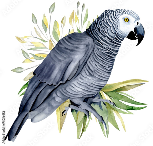 Namalowana szara papuga żako ilustracja