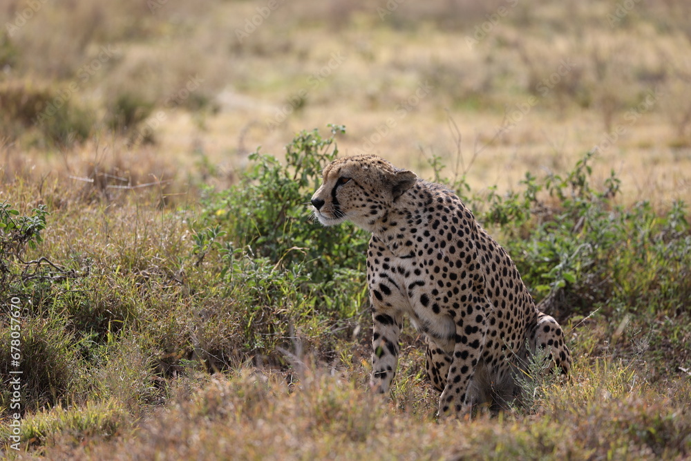 Gepard14 Gepard14