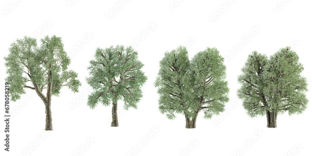 3D rendering of Olive trees on transparent background, for illustration, digital composition, and architecture visualization