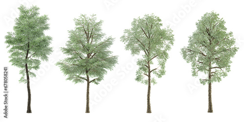 3d rendering of Bucida buceras Terminalia ivorensis trees on transparent background