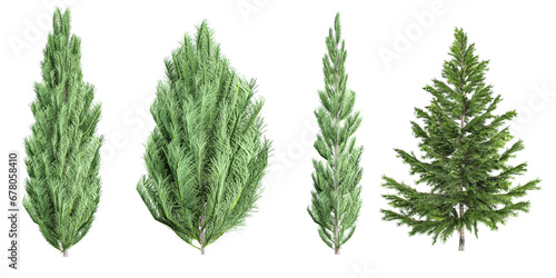 3d rendering of Pinus,Picea trees on transparent background