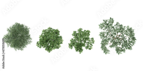 Collection of Ulmus,Birch trees isolated on white background, tropical trees isolated used for design,top veiw, advertising and architecture photo