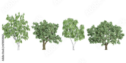 Jungle Betula Salix fragilis trees shapes cutout 3d render set