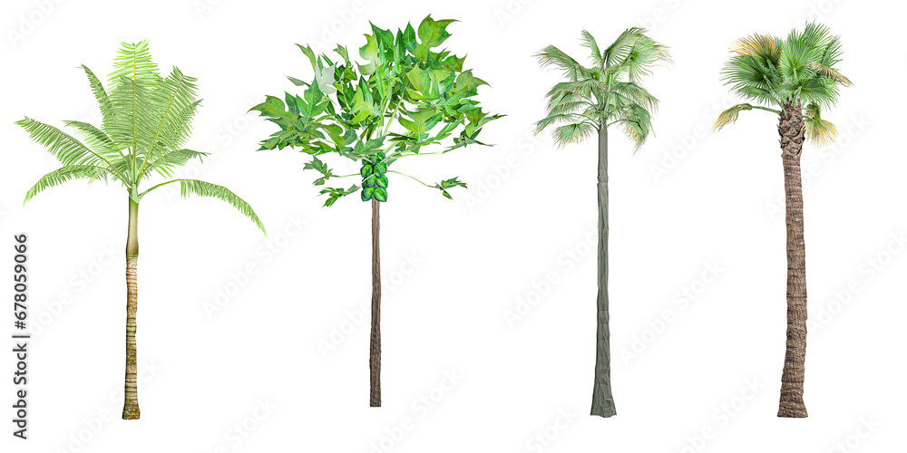 photorealistic 3D rendering of Washingtonia filifera,Washingtonia ...