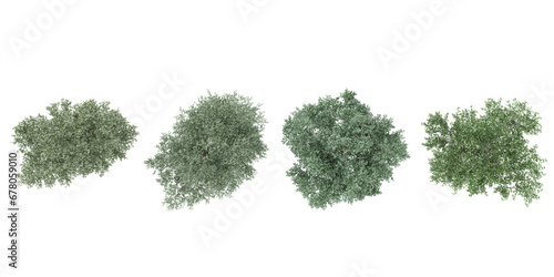 Photorealistic 3D render of Populus sect. Aigeirostrees in autumn on transparent background, best for illustration, digital composition,Top view,architecture visualization