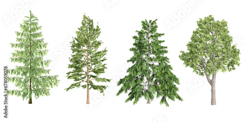 photorealistic 3D rendering of Pinus,Pinus Strobus,Cedrus deodara,Acer platanoides trees in transparent background photo