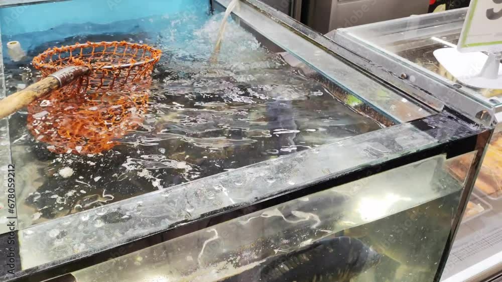 landing net in an aquarium with carp and silver carp fish in a store for sale, close-up landing net in an aquarium with carp and silver carp fish in a store for sale, close-up