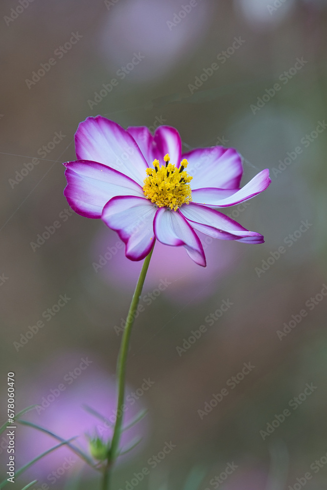 Fototapeta premium 秋風に揺れる、美しいコスモスの咲く風景