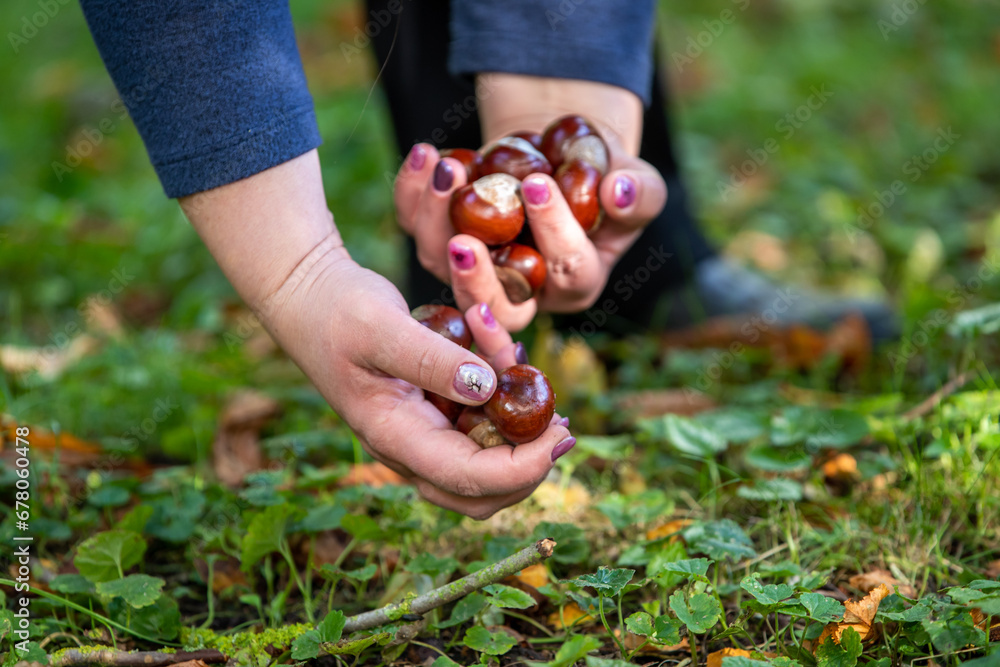 Kastanien im Herbst einsammeln Kastanien im Herbst einsammeln