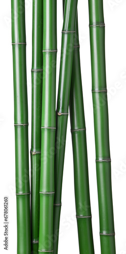 group of green bamboos isolated