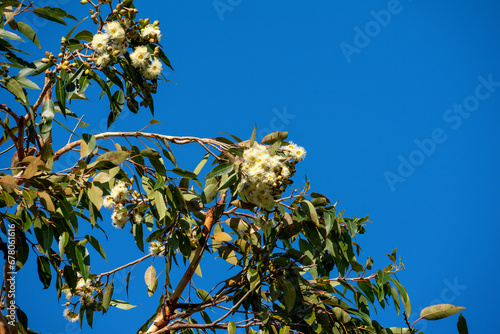 Branch with buds and creamy white flowers of a range bloodwood (corymbia abergiana), an Australian eucalyptus tree, against blue sky photo