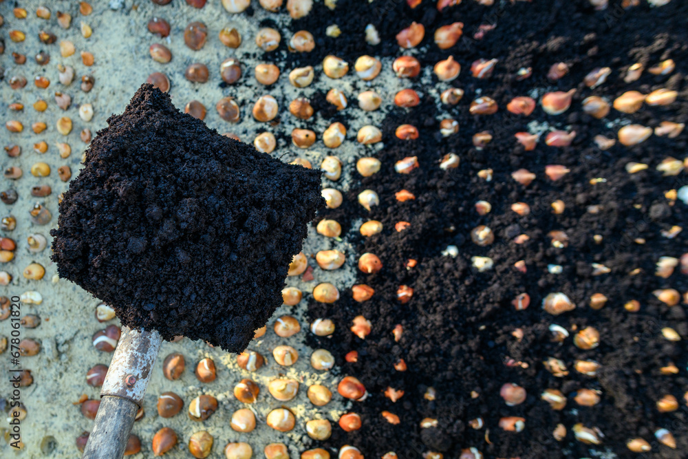 Ταπετσαρία Planting tulip bulbs in a raised bed during sunny autumn afternoon