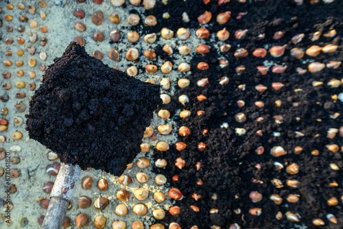 Planting tulip bulbs in a raised bed during sunny autumn afternoon. Adding compost to flowerbed. Growing tulips. Fall gardening jobs background.