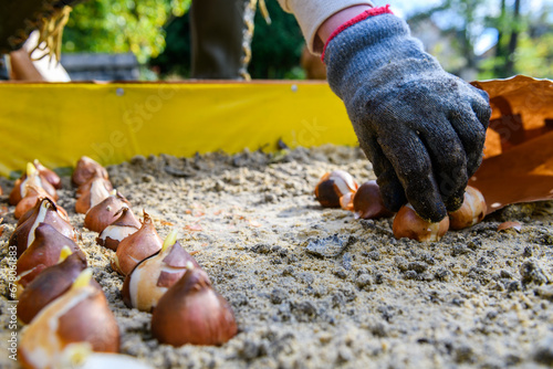 Planting tulip bulbs in a raised flower bed during a beautiful sunny autumn afternoon. Growing tulips. Fall gardening jobs background.