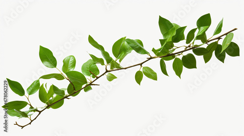 Branch with green leaves on a transparent background