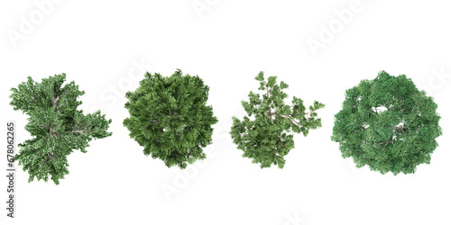 Platanus,Sassafras,Quercus trees shape top view cut out transparent backgrounds 3d rendering