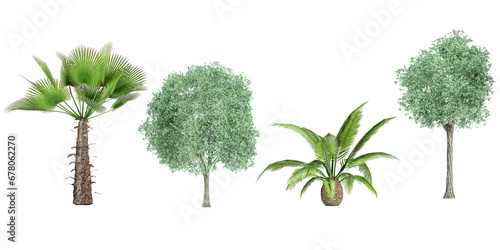 Rachycaprus fortunei Tilia Phoenic canariensis Trees collection with realistic style