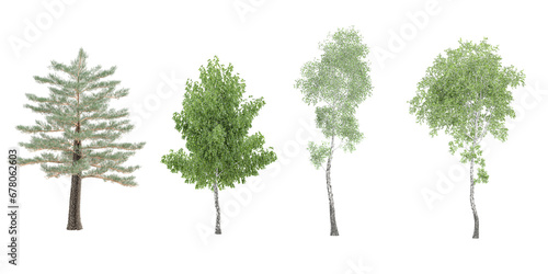 Silver birch Alder trees with transparent background  3D rendering  for illustration  digital composition  architecture visualization