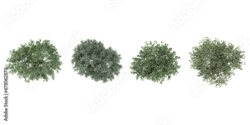 Young's weeping birch,Silver birchtrees from the top view isolated white background