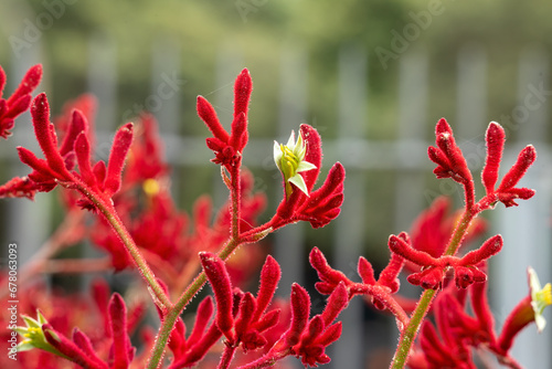 Mass of red kangaroo paw (anigozanthos) stems with blurred background