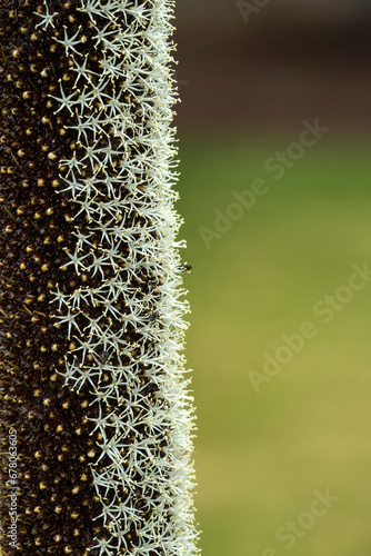 Close-up of an Australian native grasstree (xanthorrhoea australis) flower spike with native black bees