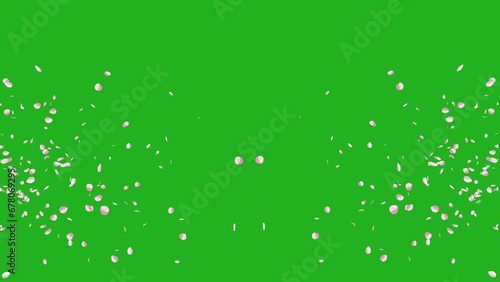 Falling pink rose petals  on ground surface with slow motion graphics on green screen background
