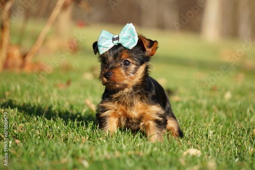 Three cute, small, furry Yorkshire-Shirry terrier puppies sit in on a green grass. Funny playful puppy. Domestic pets