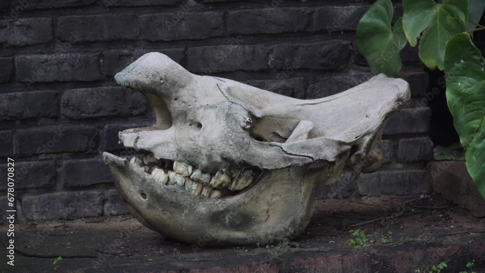 Rhino skull in Africa (4k) Rhino skull in Africa (4k)
