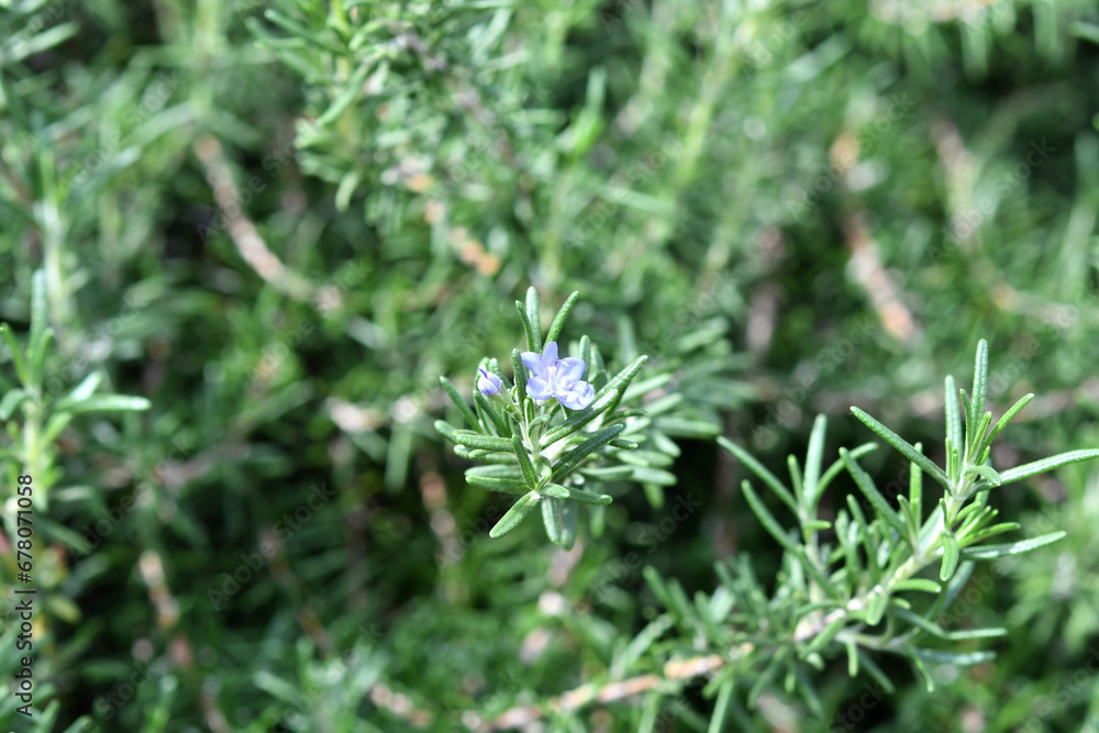 青色の花 青色の花