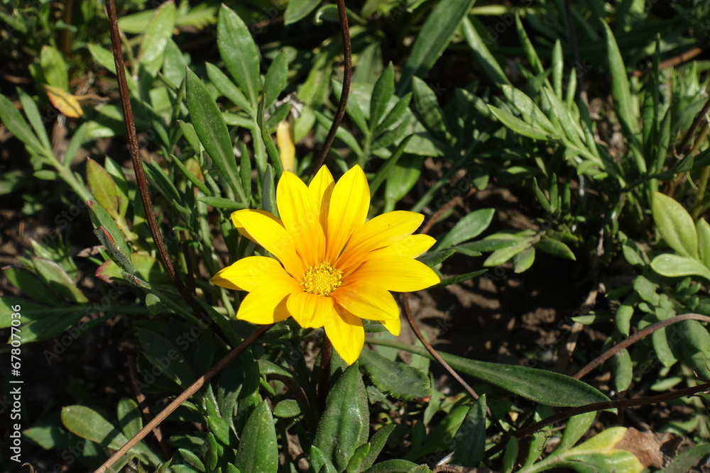 Single bright yellow flower of Gazania rigens in September Single bright yellow flower of Gazania rigens in September