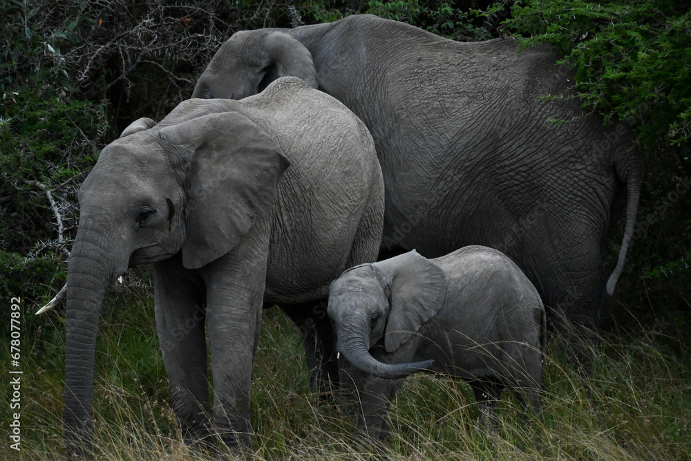 elephants, masai mara, Kenya