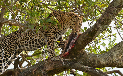 leopard in tree  masai mara  Kenya